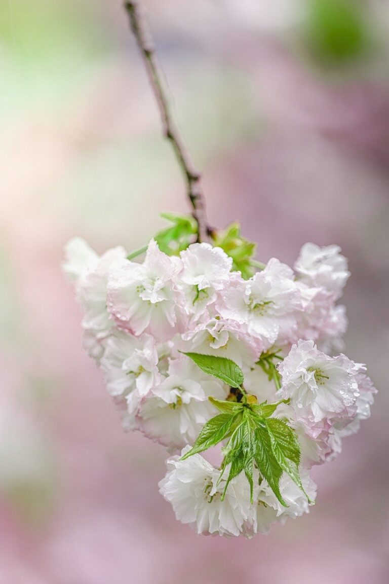 flowers, young leaves, cherry blossoms-7908429.jpg